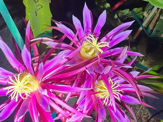 Shop All | DRAGON FRUIT MANIA